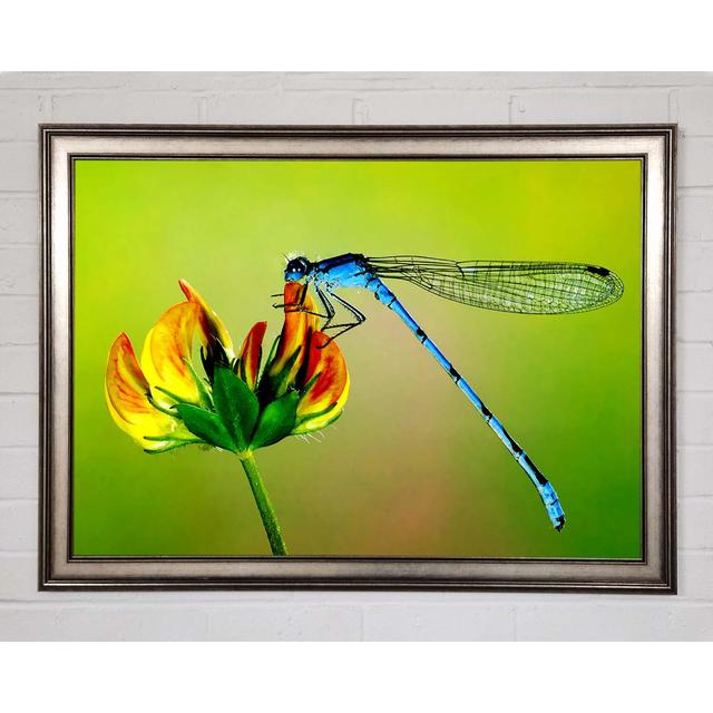 Dragonfly Beauty - Print Brayden Studio Size: 29.7cm H x 42cm W x 1.5cm D on Productcaster.