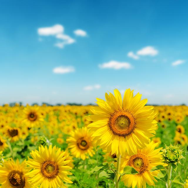 Sunny Day On Field With Sunflowers by Mycola - Wrapped Canvas Print August Grove Size: 122cm H x 122cm W x 3.8cm D on Productcaster.