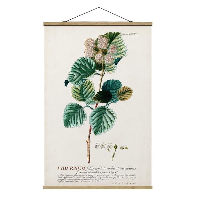 Wandbild Vintage Botany Illustration Snowball Sommerallee Größe: 75 cm H x 50 cm B x 0,3 cm T on Productcaster.