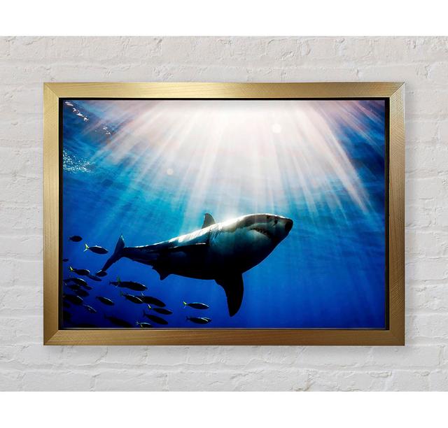 Shark In A Blaze Of Sunlight Framed Print House of Hampton Size: 59.7cm H x 84.1cm W x 3.4cm D, Format: Gold Framed Paper on Productcaster.