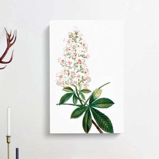 Horse Chestnut Tree Flowers by Pierre-Joseph Redoute - Wrapped Canvas Painting Print East Urban Home Size: 60cm H x 40cm W x 3cm D on Productcaster.