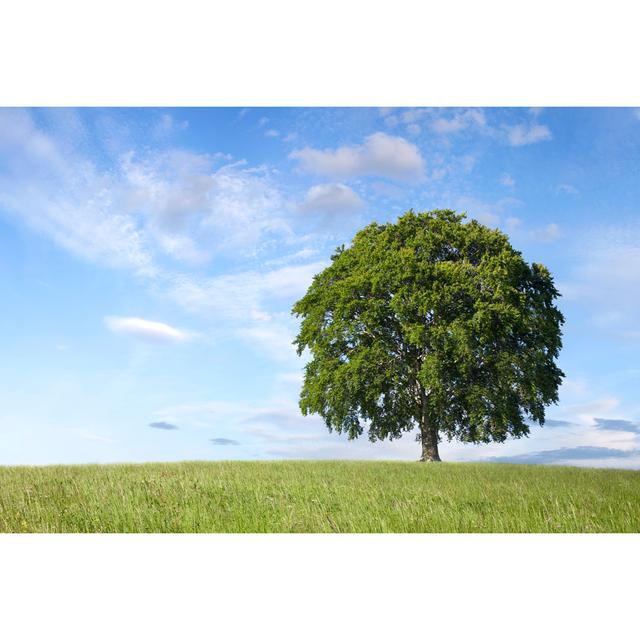 Lonely Tree In Field by Malerapaso - No Frame Print on Canvas 17 Stories Size: 30cm H x 46cm W on Productcaster.