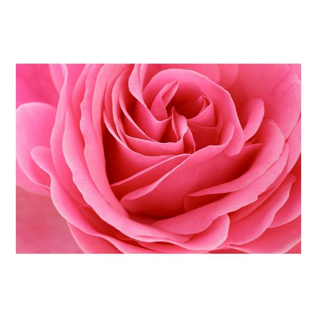 Lustful Pink Rose Semi-Gloss Wall Mural East Urban Home Materialqualität: Premium (150g/m²), Size: 4.8m x 320cm on Productcaster.