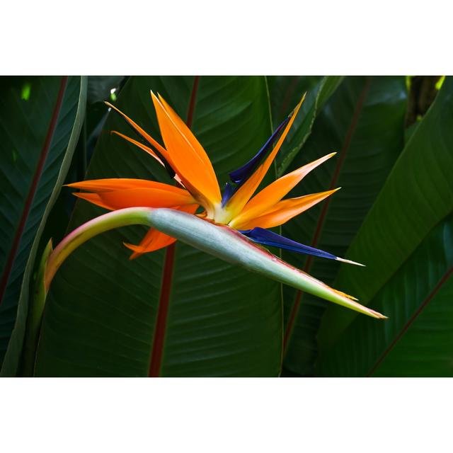 Norrell Bird Of Paradise by Infrontphoto - Wrapped Canvas Photograph Latitude Run Size: 30cm H x 46cm W x 3.8cm D on Productcaster.