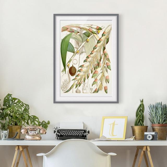 Vintage Illustration Tropical Flowers III - Picture Frame Graphic Art Marlow Home Co. Frame Option: Grey Framed, Size: 100cm H x 70cm W x 2cm D on Productcaster.