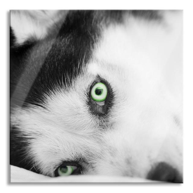 Husky in Bed with Eyes - Unframed Photograph on Glass Ebern Designs Size: 80cm H x 80cm W x 0.4cm D on Productcaster.