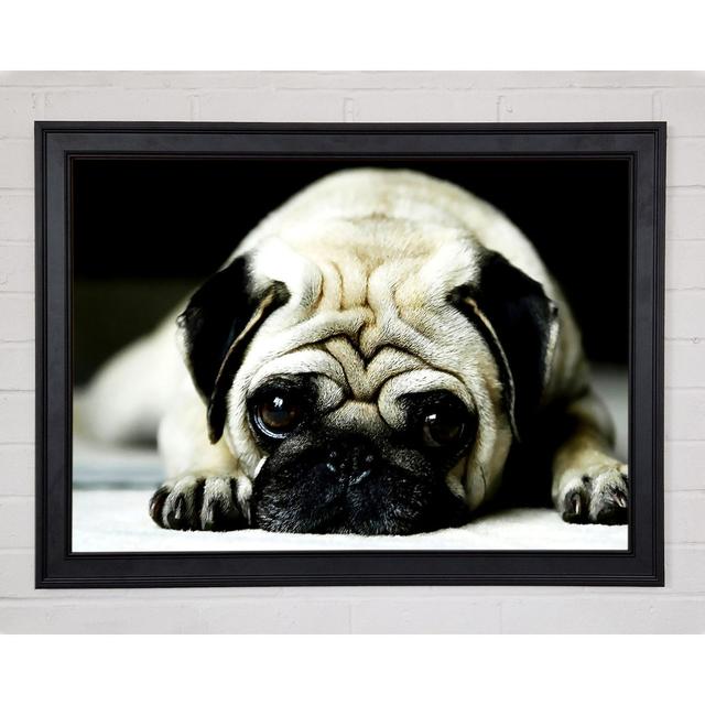 Pug - Single Picture Frame Art Prints Ebern Designs Size: 29.7" H x 42" W x 1.5" D on Productcaster.