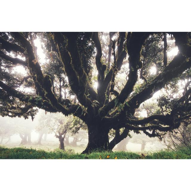 1000 Years Old Laurel Trees by Borchee - No Frame Art Prints on Canvas Alpen Home Size: 20cm H x 30cm W on Productcaster.