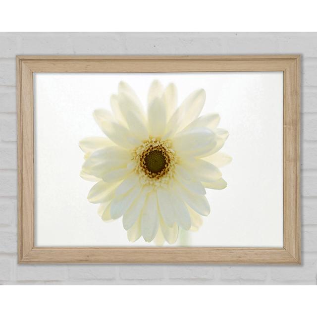 Weiß auf Weiß Daisy Face Gerahmter Druck ModernMoments Größe: 84,1 cm H x 118,9 cm B x 1,5 cm T, Format: Poster mit Naturholz-Rahmen on Productcaster.