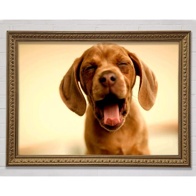 Funny Dog - Single Picture Frame Art Prints Ebern Designs Size: 100cm H x 141.4cm W on Productcaster.