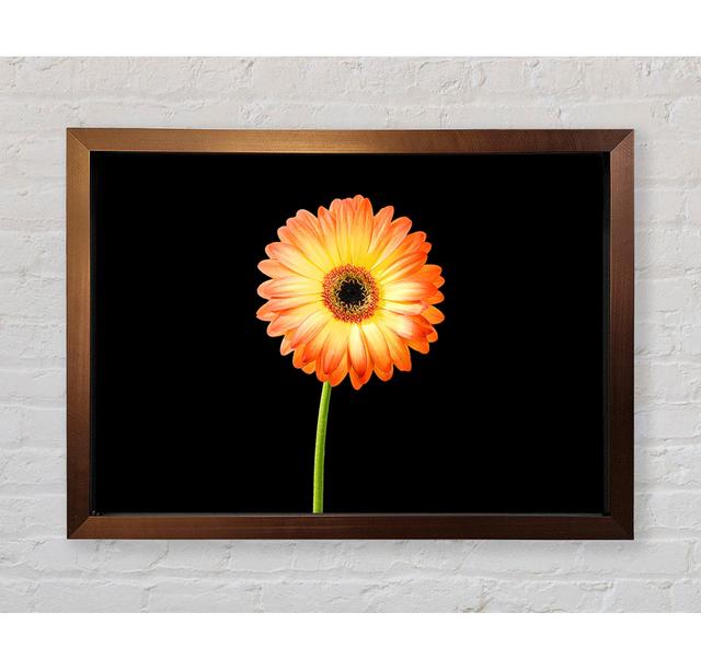 Orange Gerbera auf Schwarz - Einzelner Bilderrahmen Kunstdrucke Bright Star Größe: 42cm H x 59,7cm B on Productcaster.