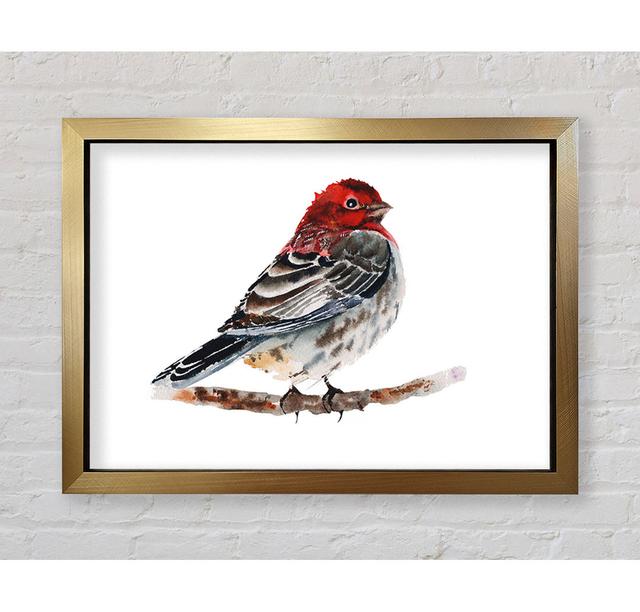 Red Finch - Print Rosalind Wheeler Size: 59.7cm H x 84.1cm W x 3.4cm D on Productcaster.