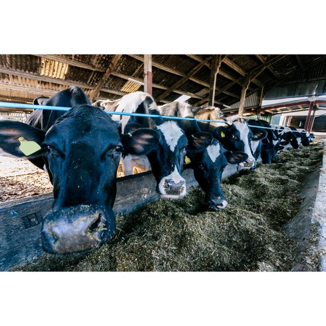 Devon Holsteins by Urbancow - No Frame Art Prints on Canvas Brambly Cottage Size: 30cm H x 46cm W on Productcaster.