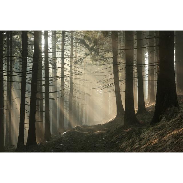 Conifer Forest - Wrapped Canvas Print Union Rustic Size: 20cm H x 30cm W x 3.8cm D on Productcaster.