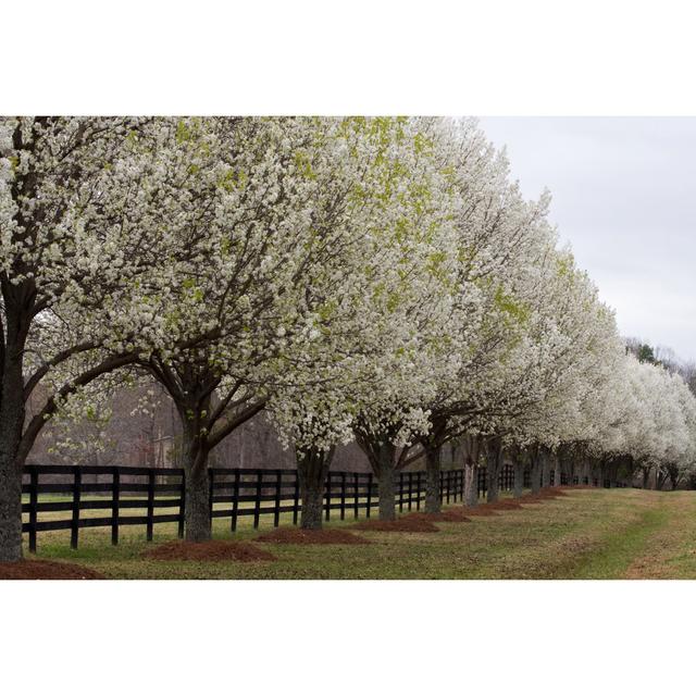 Pear Trees by Jilllang - Wrapped Canvas Photograph 17 Stories Size: 81cm H x 122cm W on Productcaster.