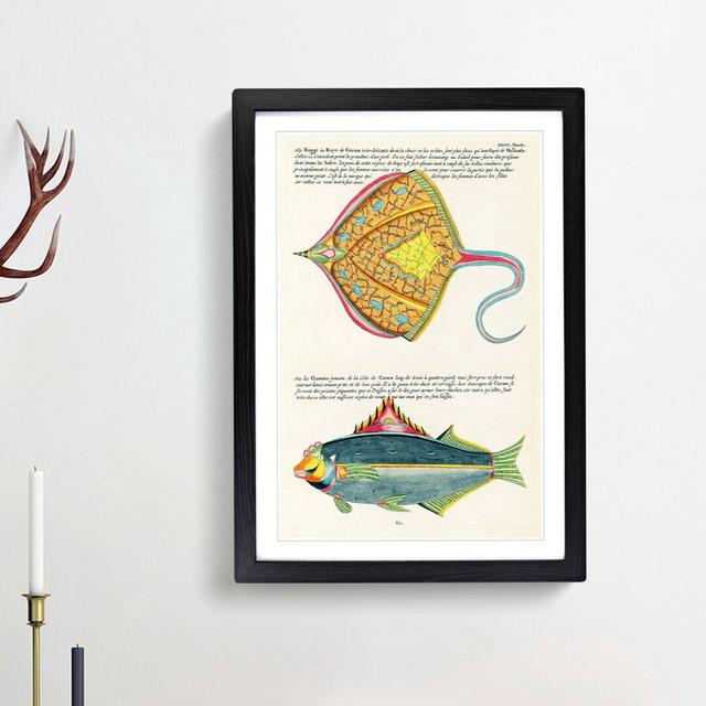 East Indies Fish Illustrations XLIII by Louis Renard - Picture Frame Graphic Art Print East Urban Home Frame Option: Black Framed, Size: 36cm H x 27cm on Productcaster.