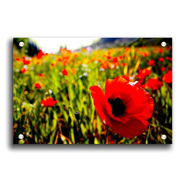 Red Poppy Fields in Sunlight Flowers - Unframed Photograph Print on Acrylic East Urban Home Size: 42cm H x 59.4cm W on Productcaster.