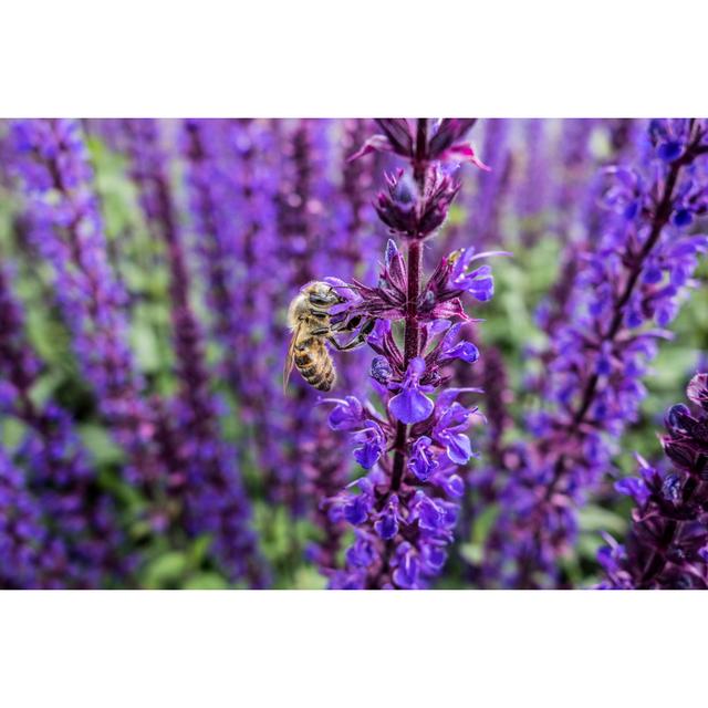 Blooming Catnip with Bee - Wrapped Canvas Photograph 17 Stories Size: 30cm H x 46cm W on Productcaster.