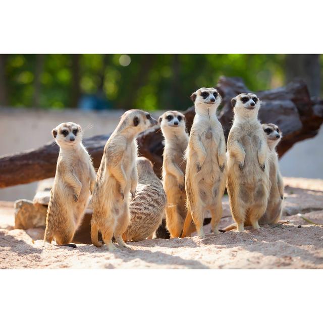 Meerkat by Nattanan726 - Wrapped Canvas Print 17 Stories Size: 61cm H x 91cm W on Productcaster.