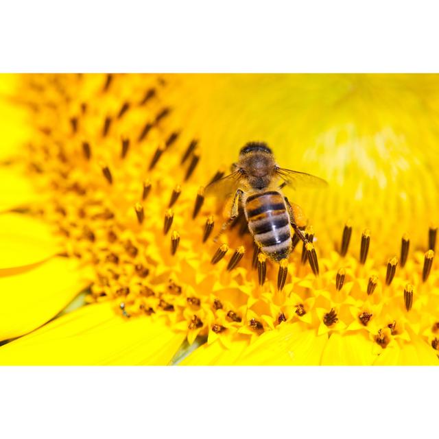 Bee - Wrapped Canvas Art Prints Brambly Cottage Size: 80cm H x 120cm W x 1.8cm D on Productcaster.