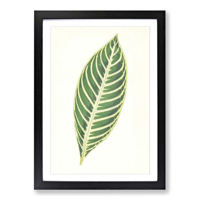 Tiger Plant Leaf by Benjamin Fawcett - Picture Frame Painting Print East Urban Home Size: 91cm H x 60cm W x 2cm D, Frame Option: Black on Productcaster.