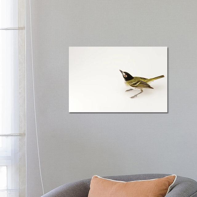 A Black-Capped Vireo At Fort Hood, Texas by Joel Sartore - Gallery-Wrapped Canvas Giclée on Canvas Latitude Run Format: Canvas, Size: 45.72cm H x 66.0 on Productcaster.