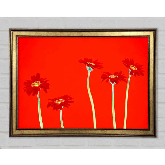 Rote Gänseblümchen auf Orange - Druck Marlow Home Co. Größe: 42 cm H x 59,7 cm B x 1,5 cm T on Productcaster.