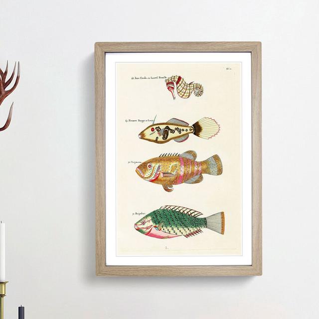 East Indies Fish Illustrations Fol. 11 by Louis Renard - Picture Frame Painting Print East Urban Home Frame Option: Oak Framed, Size: 36cm H x 27cm W on Productcaster.