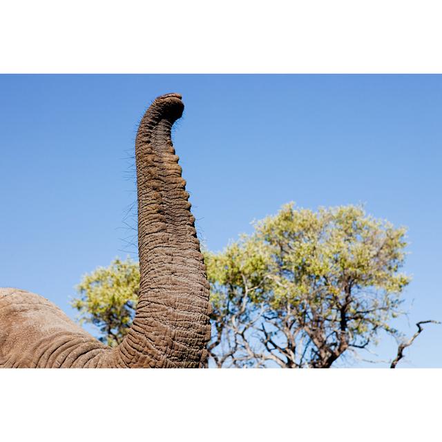 Female African Elephant Trunk by Image Source - Wrapped Canvas Photograph Latitude Run Size: 20cm H x 30cm W x 3.8cm D on Productcaster.