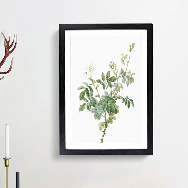 White Downy Rose by Pierre-Joseph Redoute - Picture Frame Art Prints East Urban Home Size: 36cm H x 27cm W x 2cm D, Frame Option: Black Framed on Productcaster.