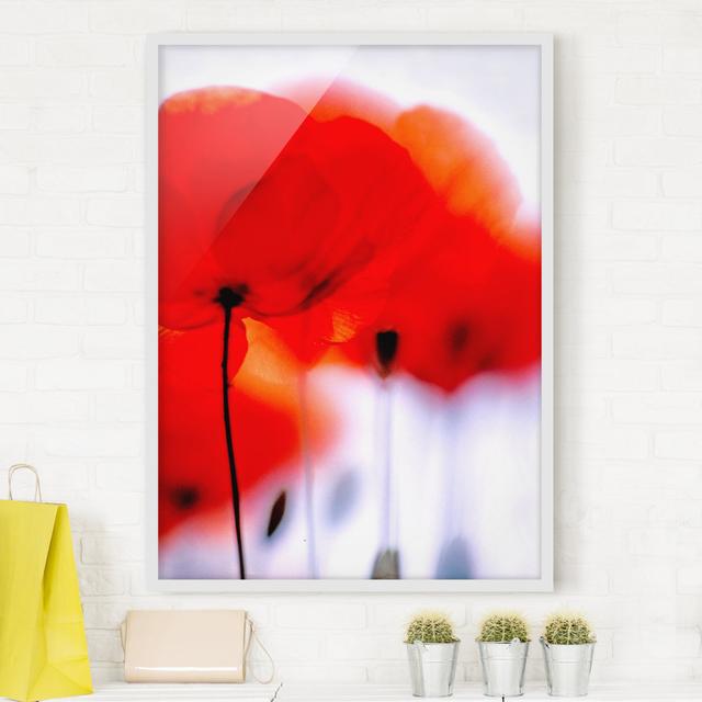 Magic Poppies - Picture Frame Graphic Art Rosalind Wheeler Frame Option: White Framed, Size: 70cm H x 50cm W x 2cm D on Productcaster.