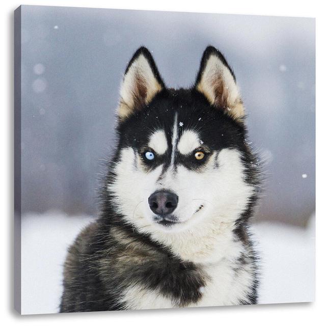 Leinwandbild Husky with Different Eye Colours Alpen Home Maße: 70 cm H x 70 cm B x 1,8 cm T on Productcaster.