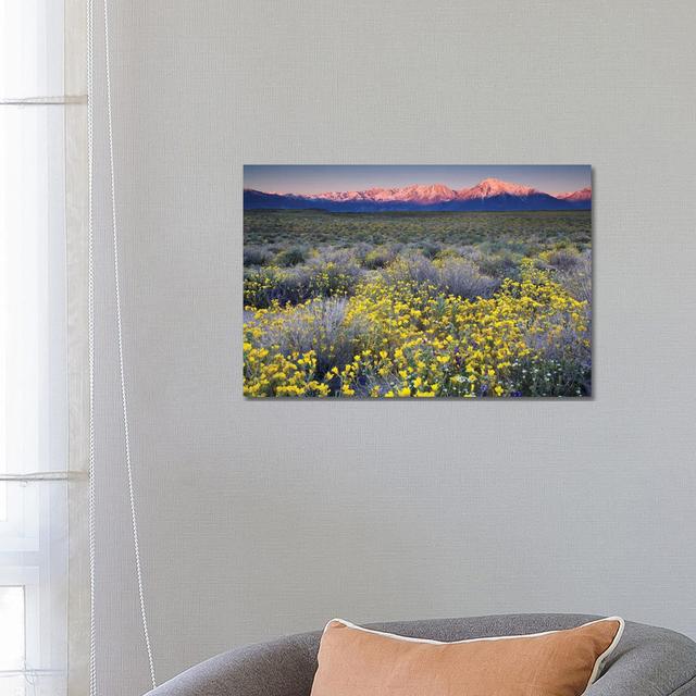 USA, California, Bishop. Venus Blazing Star Flowers Covering Valley. by Jaynes Gallery - Wrapped Canvas Print ClassicLiving Size: 66.04cm H x 101.6cm on Productcaster.