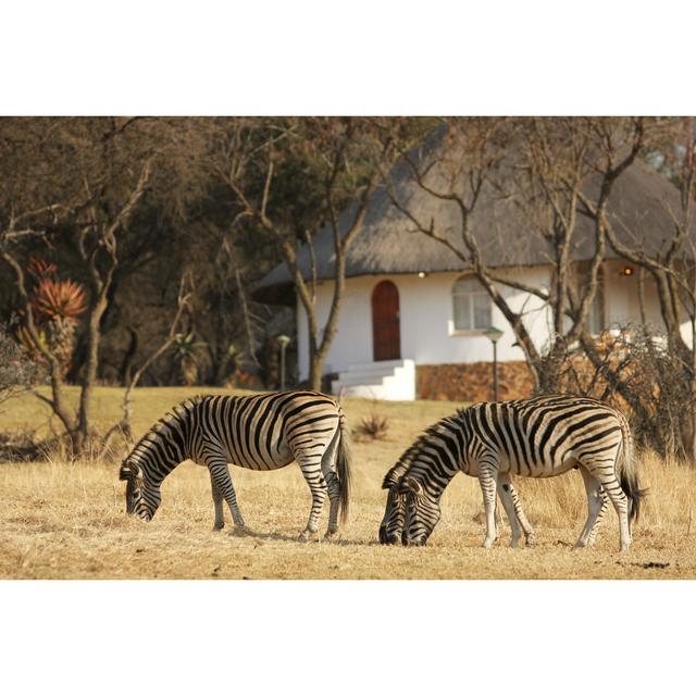 Zebra by ManoAfrica - Print 17 Stories Size: 30cm H x 46cm W x 3.8cm D on Productcaster.