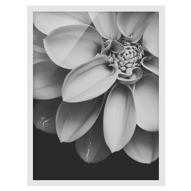 In the Heart of a Dahlia Black and White - Picture Frame Graphic Art Ebern Designs Size: 40cm H x 30cm W x 2cm D, Frame Option: White Framed on Productcaster.