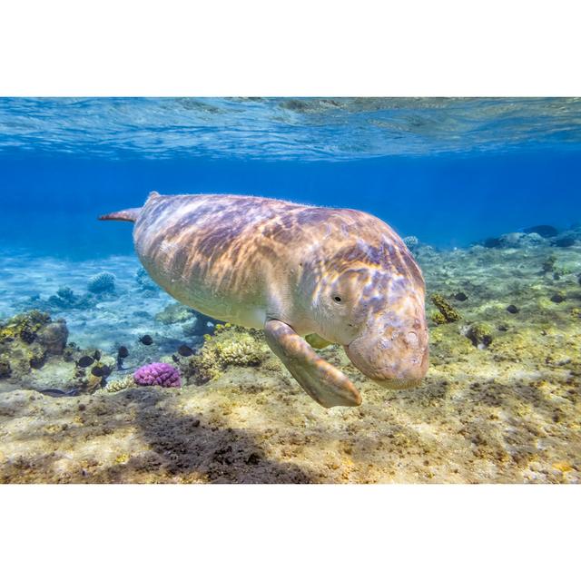 Dugong im Roten Meer von Cinoby - Leinwandbild House of Hampton Größe: 50 cm H x 75 cm B on Productcaster.