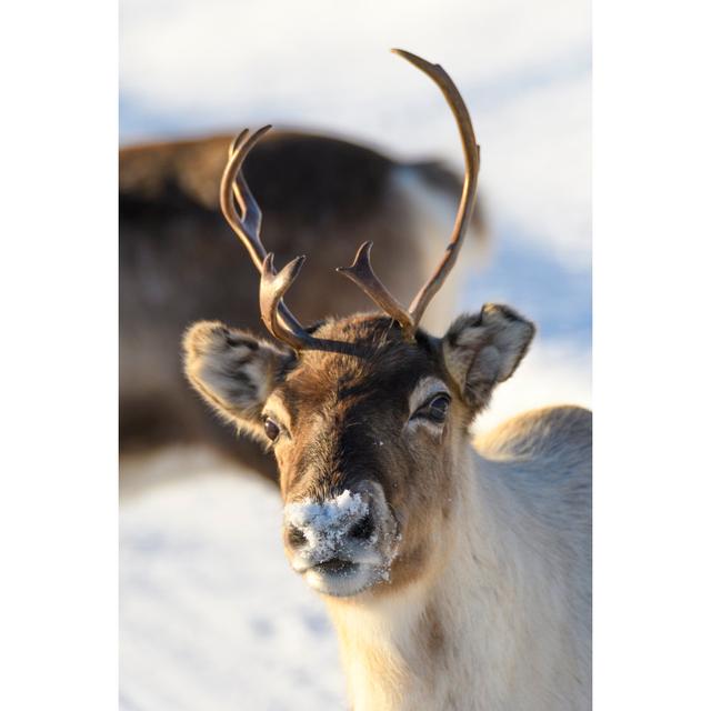 Reindeer Grazing In The Snow by Sjo - No Frame Art Prints on Canvas Alpen Home Size: 30cm H x 20cm W on Productcaster.