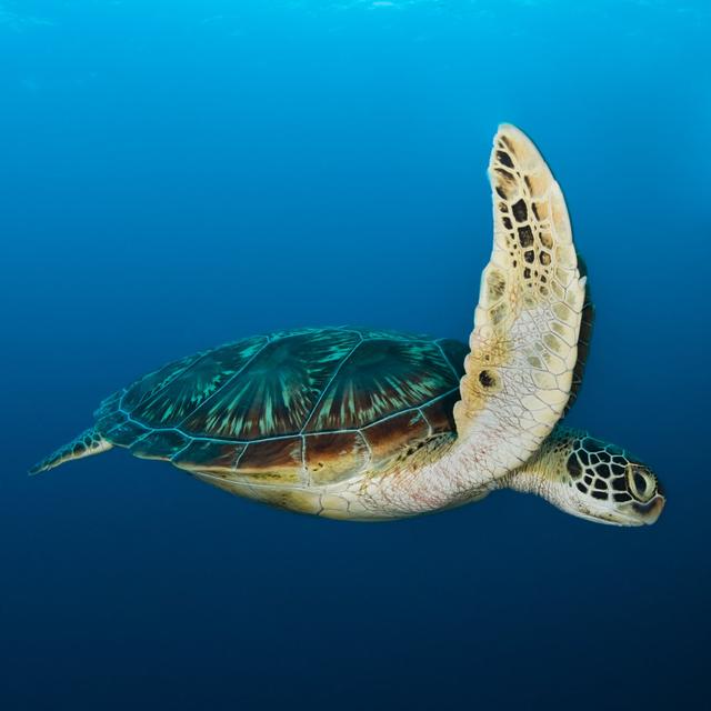 Sea Turtle by EXTREME-PHOTOGRAPHER - No Frame Art Prints on Canvas 17 Stories Size: 76cm H x 76cm W on Productcaster.