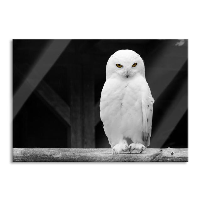 White Snow Owl - No Frame Print on Glass Union Rustic Size: 70cm H x 100cm W x 0.4cm D on Productcaster.