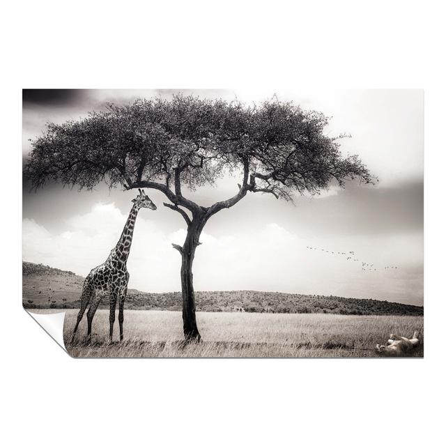 Safari Wildlife Giraffe And Playful Lion - No Frame Print 17 Stories Size: 20cm H x 31cm W on Productcaster.