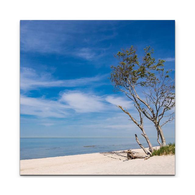 Leinwandbild Baum am Strand – Ostsee East Urban Home Größe: 60 L x 60 B on Productcaster.