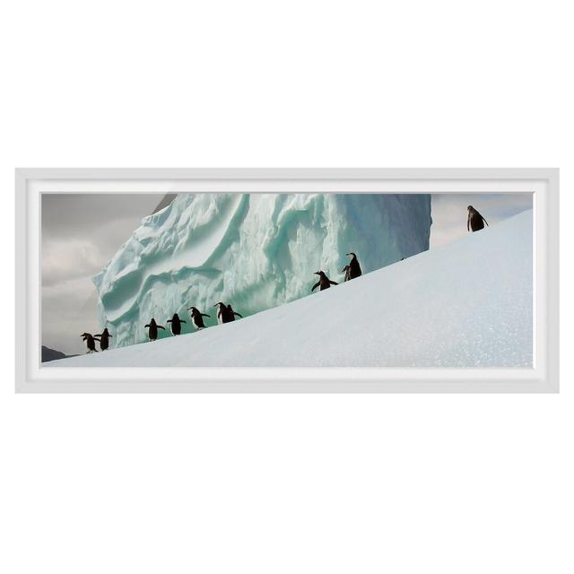 Picture With Frame - Arctic Penguins - Landscape Panorama Highland Dunes Size: 30cm H x 75cm W x 2cm D, Frame Option: White Framed on Productcaster.