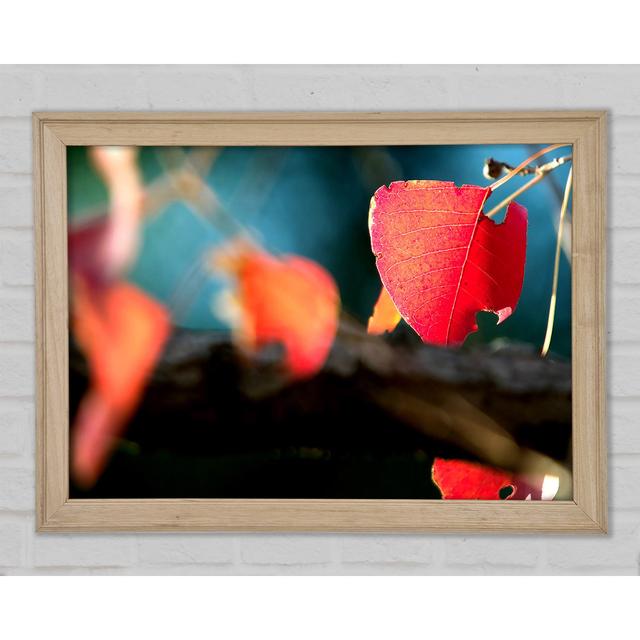 Red Leaves Macro - Single Picture Frame Art Prints Brayden Studio Size: 42cm H x 59.7cm W on Productcaster.