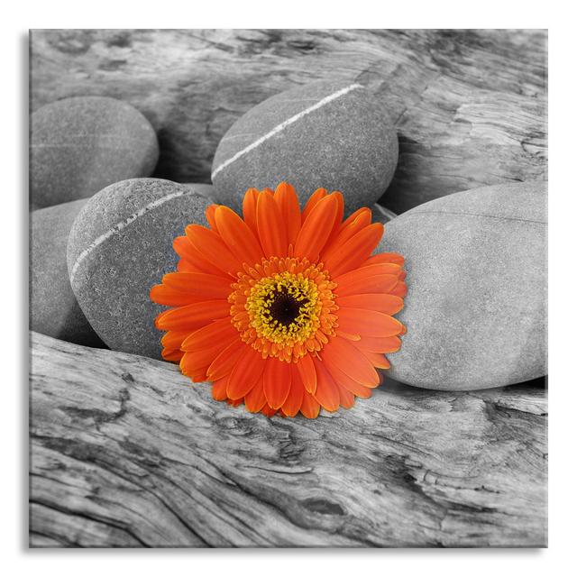 Gerbera Between Zen Stones - Unframed Photograph on Glass Brayden Studio Size: 80cm H x 80cm W x 0.4cm D on Productcaster.