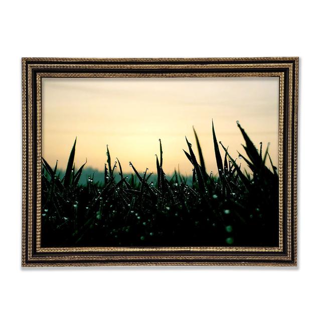 Green Dew Grass In The Morning Light Framed Print Union Rustic Size: 59.7cm H x 84.1cm W x 3cm D on Productcaster.