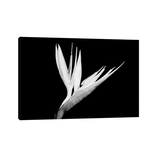 Still-Life Shot Of A Bird Of Paradise Flower - Wrapped Canvas Photograph Latitude Run Size: 45.72cm H x 66.04cm W x 3.81cm D on Productcaster.