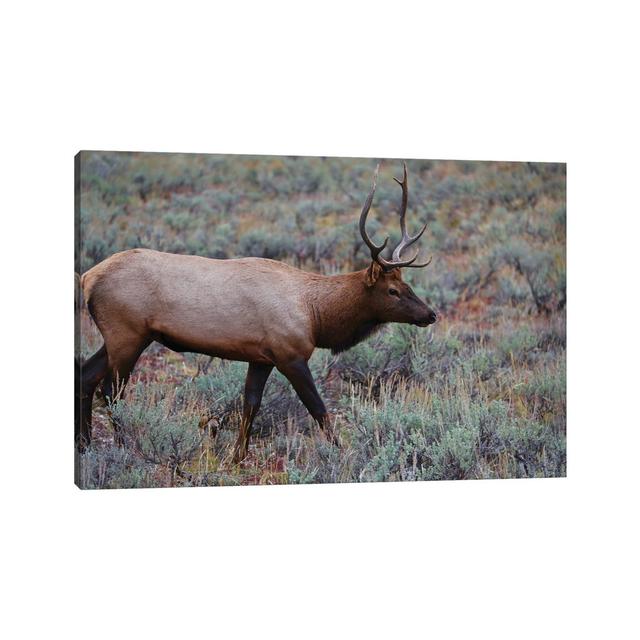 Lone Elk I by Susan Vizvary - Wrapped Canvas Photograph Alpen Home Size: 20.32cm H x 30.48cm W x 1.91cm D on Productcaster.