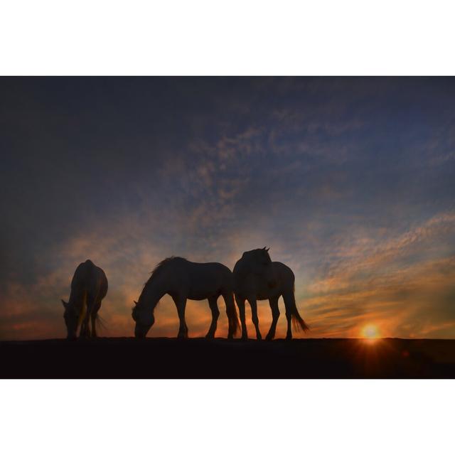 Camargue Sunrise - Wrapped Canvas Photograph Alpen Home Size: 61cm H x 91cm W on Productcaster.