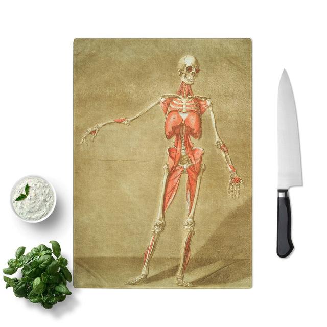 Tempered Glass Anatomical Illustration of a Male No. 4 Chopping Board East Urban Home Size: 20 cm W x 28.5 cm L on Productcaster.