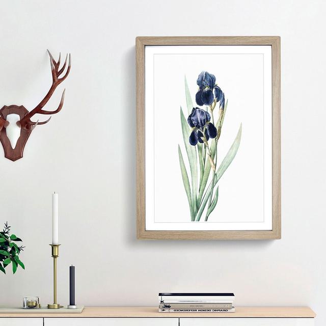 German Iris Flowers by Pierre-Joseph Redoute - Picture Frame Painting Print East Urban Home Size: 65cm H x 48cm W x 2cm D, Frame Option: Oak Framed on Productcaster.